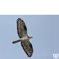 گونه سارگپه جنگلی European Honey Buzzard